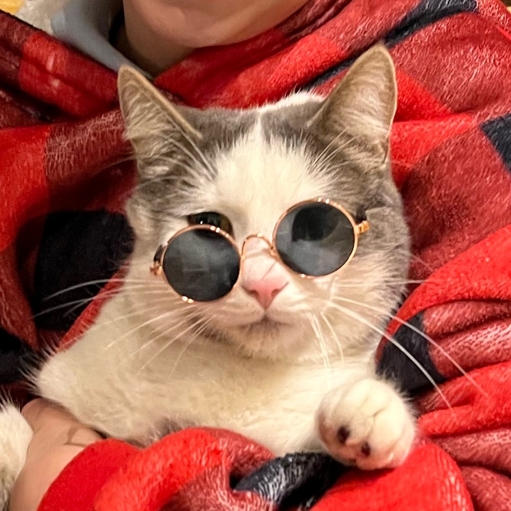 🎁 4/$25 - CAT sunglasses - gold frame with black tinted lens - NEW 😂 🐈